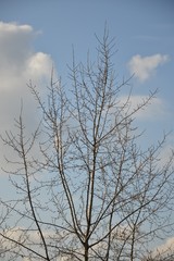 Tree branches with buds on a background of blue spring sky with clouds