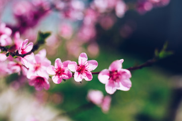 Fototapeta na wymiar Spring border background with blossom, close-up. Abstract floral spring background. Blossoms over blurred nature background/ Spring flowers/Spring Background with bokeh