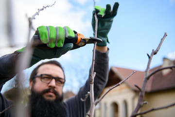 Mid adult caucasian man pruning fruit trees in his garden. Male gardener using pruning shears....