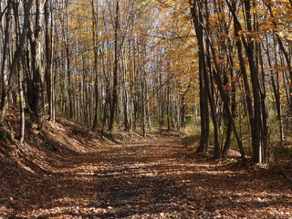 Obraz premium Autumn