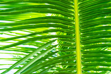 Rays of the sun through palm leaves. Soft focus. Jungle nature. Close-up of a saturated green palm...