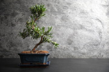 Japanese bonsai plant on black stone table, space for text. Creating zen atmosphere at home