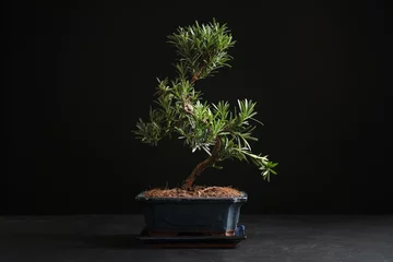 Fotobehang Japanese bonsai plant on black stone table. Creating zen atmosphere at home © New Africa