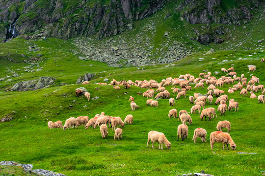 flock of sheep on the green meadow. summer landscape in mountains of romania. cloudy weather