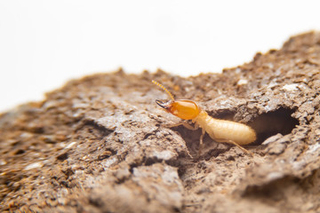 Close up of the small termite on decaying timber. The termite on the ground is searching for food to feed the larvae in the cavity.