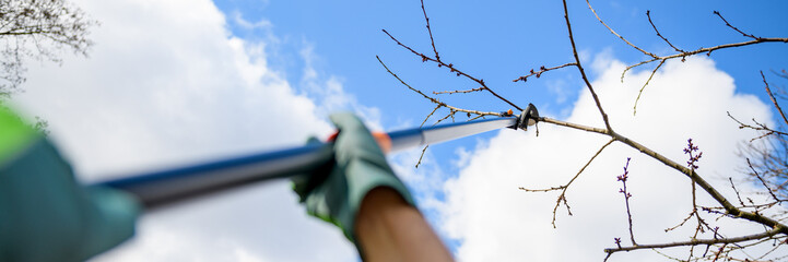 Unrecognizable man pruning fruit trees in his garden. Male gardener using telescopic pruning...