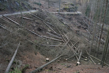Forced deforestation of a dying spruce wood after storm and bork beetle damages due to climate change  