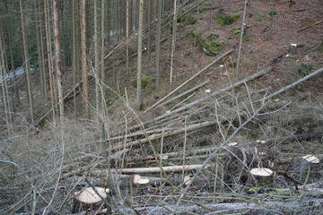 Forced deforestation of a dying spruce wood after storm and bork beetle damages due to climate change  