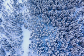 Fototapeta na wymiar pine forest covered with fresh snow - aerial view