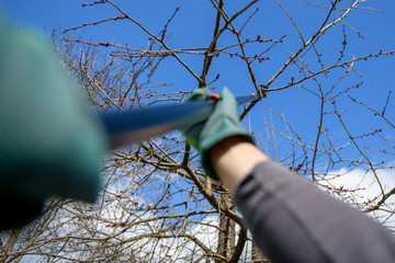 Unrecognizable man pruning fruit trees in his garden. Male gardener using telescopic pruning...