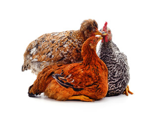Group young chickens.