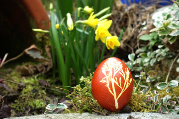 colored easter egg in the garden near a daffodil
