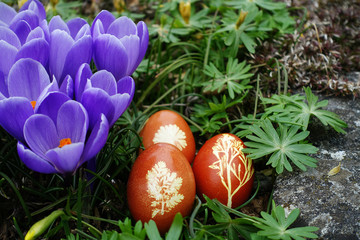 colored easter eggs in the garden near a crocus