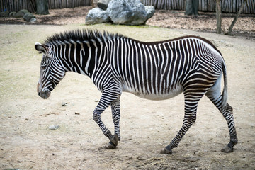 Fototapeta na wymiar portrait of little zebra walking in the savannah