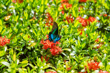 Incredibly beautiful day tropical butterfly Papilio maackii pollinates flowers. Black-blue...