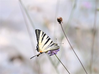 Beautiful butterfly and flower in the meadow