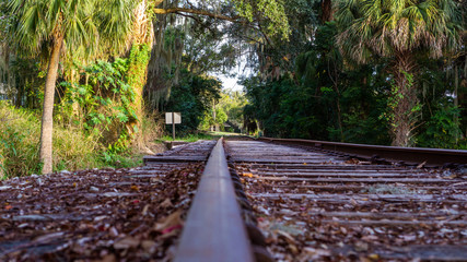 path in the forest