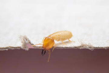 Termites are walking on white paper. White ants looking for nests.