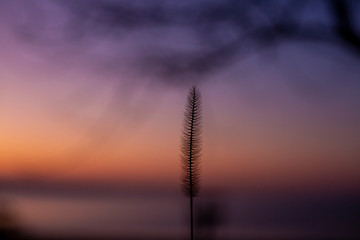 Fototapeta na wymiar Close up of silhouette of wheat ears on a background of sunset sky and setting sun.Beautiful romatic scene.