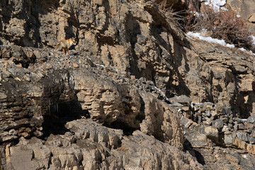 Red fox in the mountains of Spiti valley, Himachal Pradesh, India