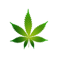 Green realistic cannabis leaf isolated on a white background for your creativity