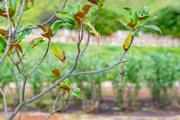 Keys Hanging on the Branches of a Small Tree