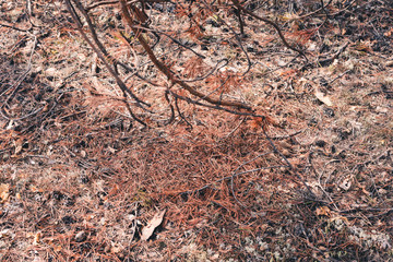 Pine needles of young pine tree with healing powers in the forest.
