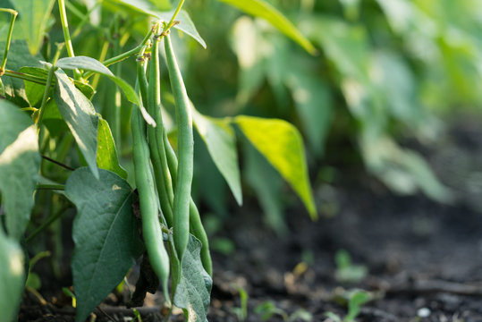 Healthy green beans hanging on a bean plant in kitchen garden on a crop bed