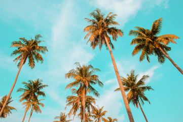 Tropical coconut palm trees against blue sky with orange sunlight