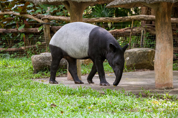 The Malayan tapir (Tapirus indicus)