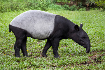 The Malayan tapir (Tapirus indicus) - obrazy, fototapety, plakaty
