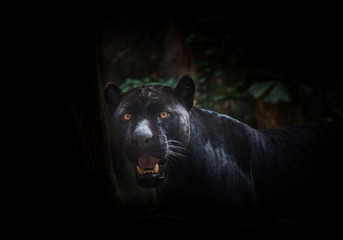 Panther in the shadows