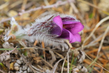 Obraz premium küchenschelle