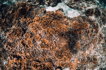 Underwater scene with coral background in tropical ocean.
