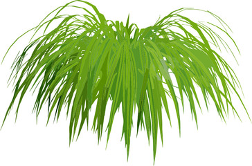 green fern plant ready to be used in professional projects vector svg