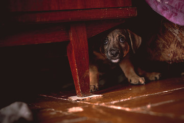 Little scared puppy hiding under bed or wardrobe
