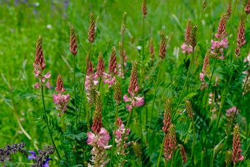 Onobrychis viciifolia - Saat-Esparsette