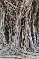 Beauty and bizarre. The roots of old trees in Wat Phra Kaew. (Temple of the Emerald Buddha), a major tourist destination in Thailand, located in Bangkok.