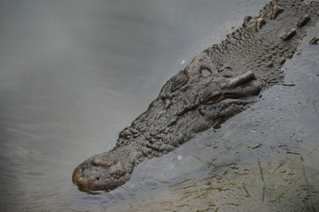 Salwater crocodile