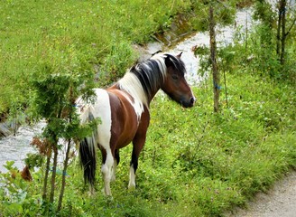 Beautiful horse in the meadow by the water