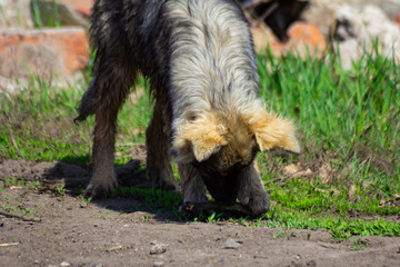 stray dog ​​on the outdoor