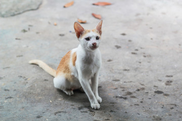 portrait of a cat