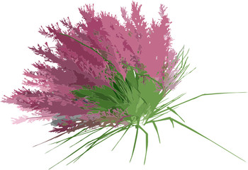 plant grass pink and green colors ready to be used in professional projects svg vectors