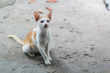 portrait of a cat