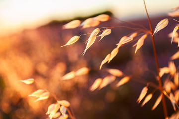 Oat plants in a field at sunset. Summer nature background. Shallow depth of field.