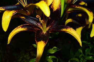 Many lilies in natural light photo