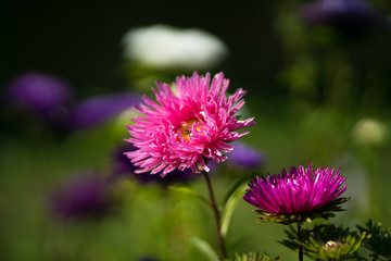 Beautiful in its variety of aster flowers.
