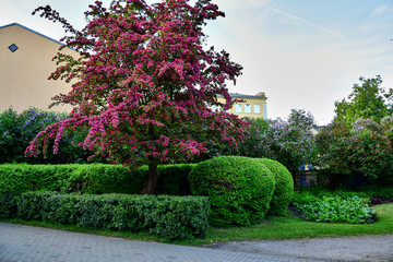 Ventspils, Latvia - A pink-colored tree in a garden on a city street, near neat green bushes, a white-blue sky, in the summer in the daytime.