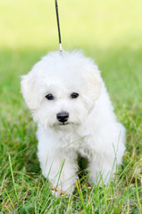 Walking cute Bichon Frise puppy on a leash in green grass outdoors. Portrait shoot. Shallow depth of field.