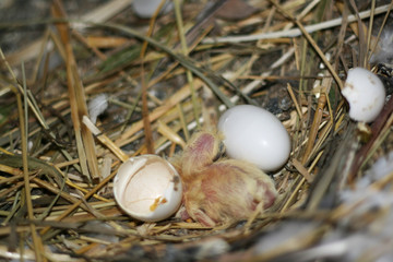 Breeding pigeons. Chick just hatched from egg
